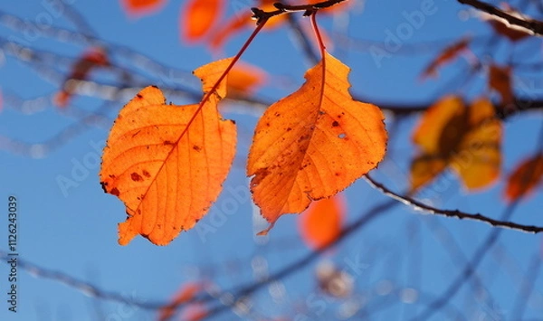 Fototapeta 青空をバックにオレンジに紅葉した桜の葉
