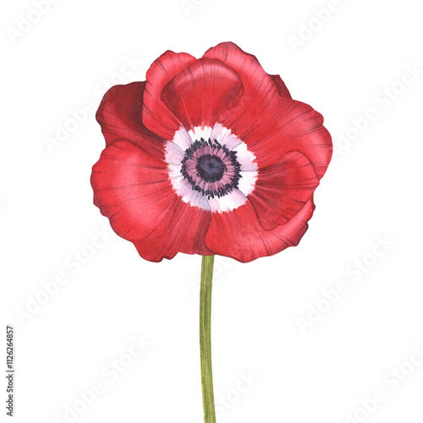 Fototapeta Red anemone with stem. Watercolor botanical illustration. Field poppy. Flowers for spring banner design, greeting card, flower shop, stickers. Isolated background