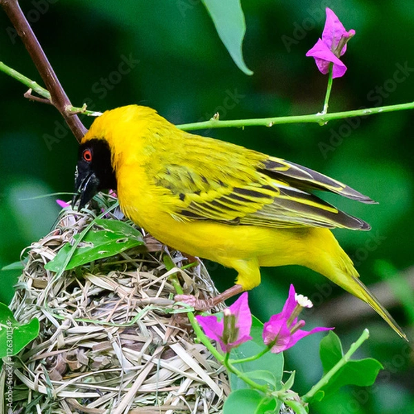 Fototapeta Southern-masked weaver building a nest