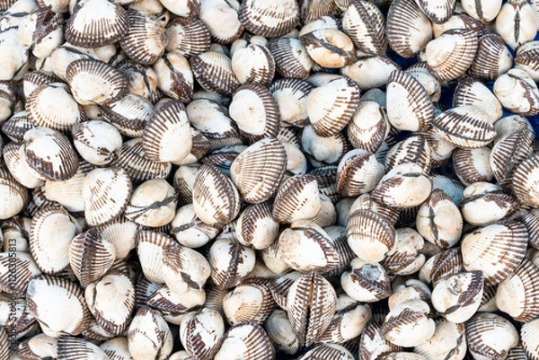 Fototapeta close up view of multiple  blood clams