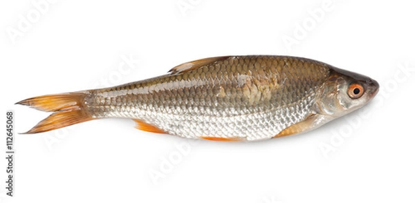 Fototapeta Roach fish