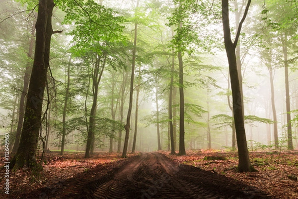 Obraz Path in woods with early morning fog.
Very fresh green leavesrest mystic scene.