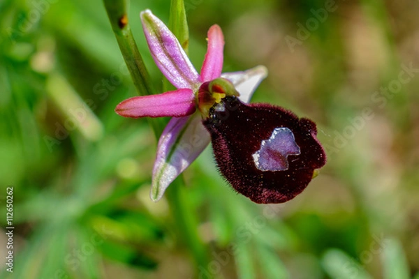 Obraz Ophrys bertolonii benacensis 14