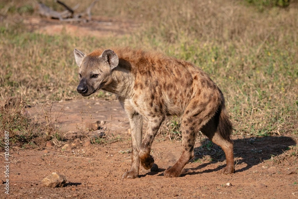 Obraz One spotted hyaena walking in a grass plain