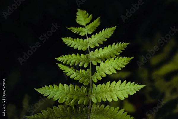 Obraz fern leaf in the forest