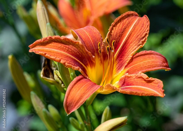 Fototapeta hemerocallis fulva fulvious daylily blooming in early summer