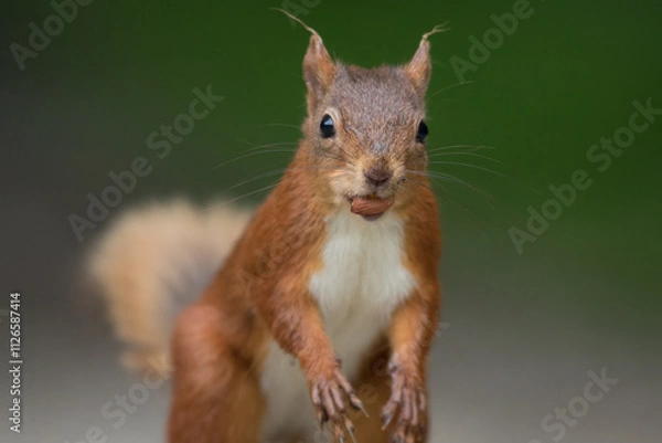 Fototapeta Portrait of a red squirrel in close-up. A red squirrel is sitting on a tree in a park on a sunny day. The squirrel became alert. Selective focus, blurred background. People take care of animals.