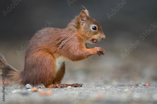 Fototapeta Portrait of a red squirrel in close-up. A red squirrel is sitting on a tree in a park on a sunny day. The squirrel became alert. Selective focus, blurred background. People take care of animals.