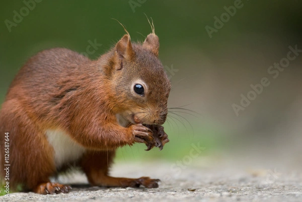 Fototapeta Portrait of a red squirrel in close-up. A red squirrel is sitting on a tree in a park on a sunny day. The squirrel became alert. Selective focus, blurred background. People take care of animals.