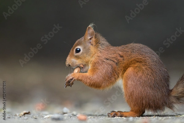 Fototapeta Portrait of a red squirrel in close-up. A red squirrel is sitting on a tree in a park on a sunny day. The squirrel became alert. Selective focus, blurred background. People take care of animals.