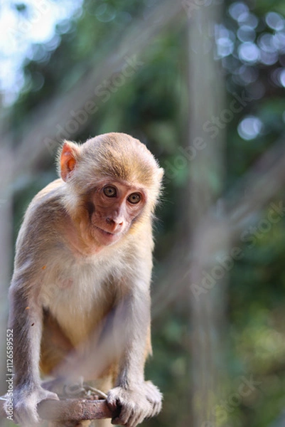 Obraz japanese macaque on a tree