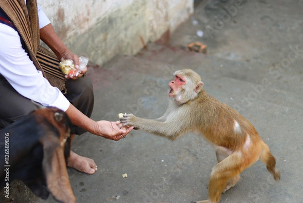 Obraz Monkey taking food from a persons hand