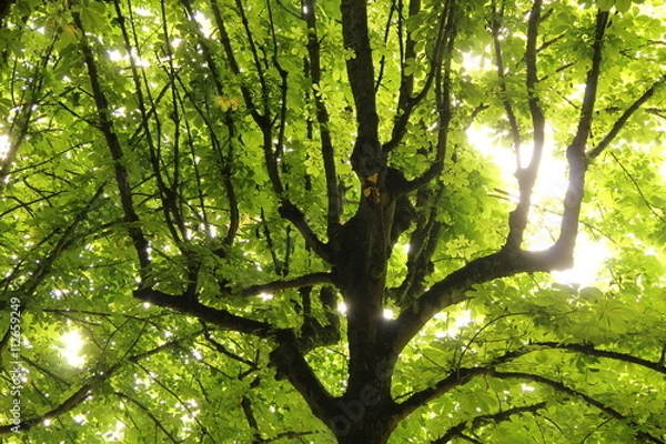Fototapeta Arbre de vie au crépuscule 