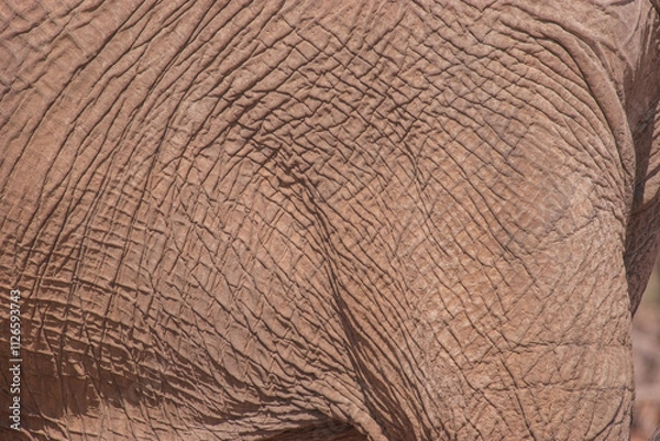 Obraz African elephants are a genus comprising two living elephant species, the African bush elephant and the smaller African forest elephant.