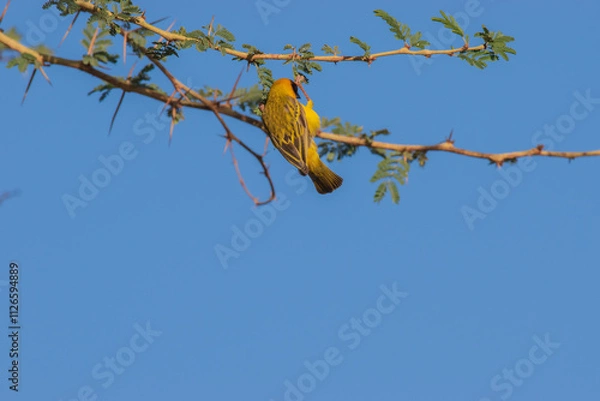 Obraz Southern masked weaver - a skilled nest builder.