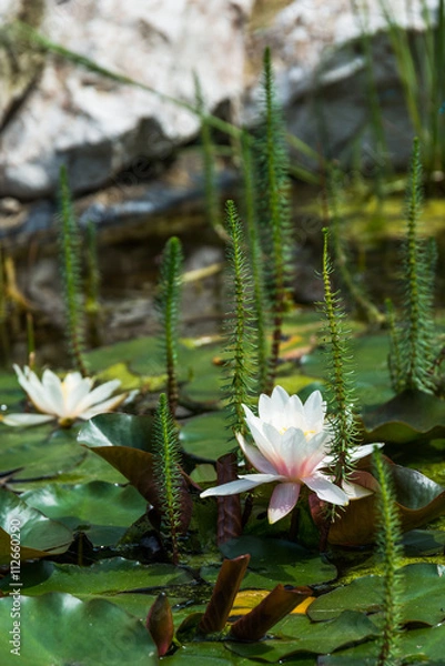 Fototapeta lotus flower background