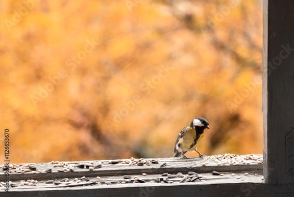 Fototapeta Hungry Great tit on a balcony cold weather. Birdwatching over the window glass.  Yellow wild bird with looking for food. 