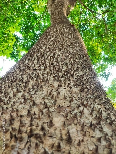 Fototapeta tree in the forest