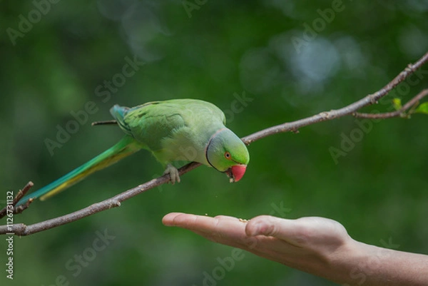 Fototapeta The rose-ringed parakeet eats seeds, sunflower & nuts kernels in St James's Park, London, Great Britain,Uk