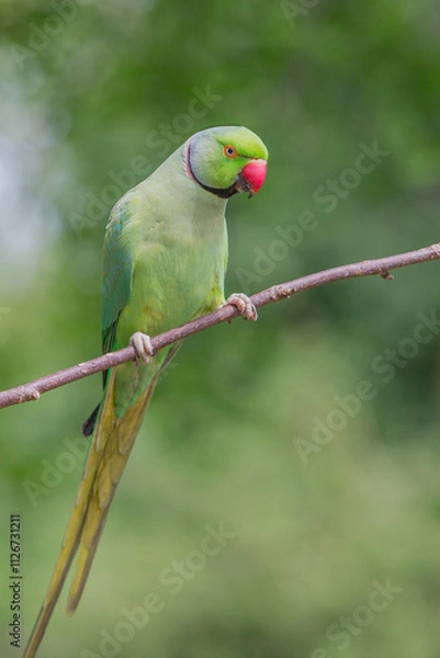 Fototapeta The rose-ringed parakeet eats seeds, sunflower & nuts kernels in St James's Park, London, Great Britain,Uk