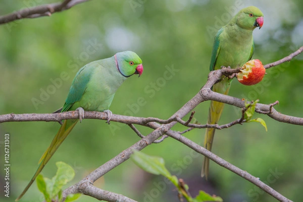 Fototapeta The rose-ringed parakeet eats seeds, sunflower & nuts kernels in St James's Park, London, Great Britain,Uk