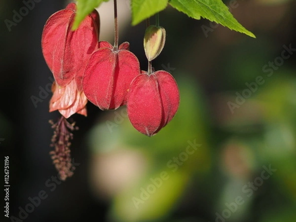 Obraz チロリアンランプの花とコピースペース