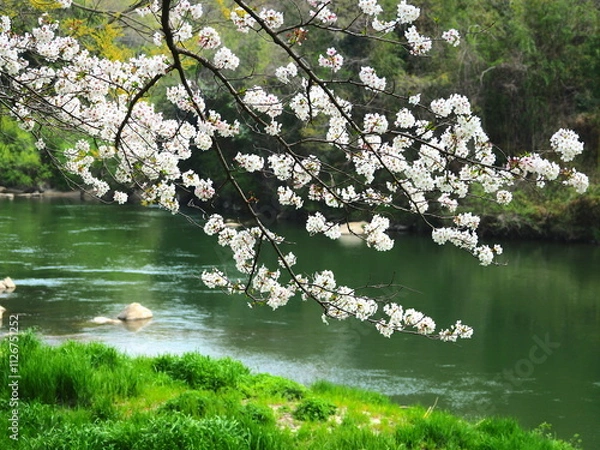 Obraz 桜の花が咲く矢作川の風景