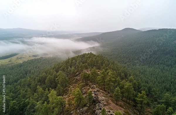 Obraz Misty Mountain Landscape: A Breathtaking Aerial View of a Pine Forest