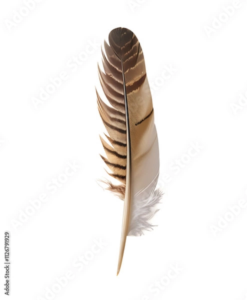 Obraz feather on white background