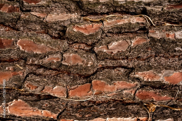Fototapeta Pinus Pinaster Tree Bark texture. Close up. Copy space.