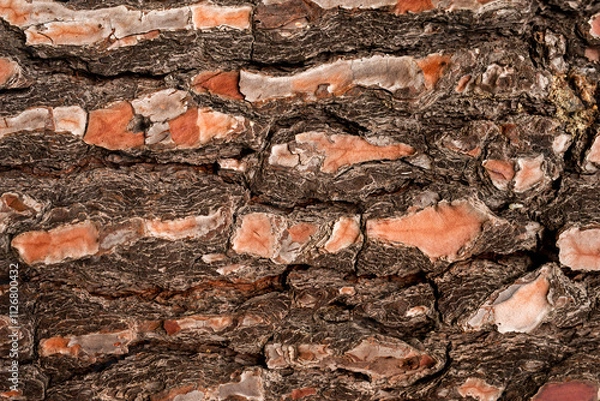 Fototapeta Pinus Pinaster Tree Bark texture. Close up. Copy space.