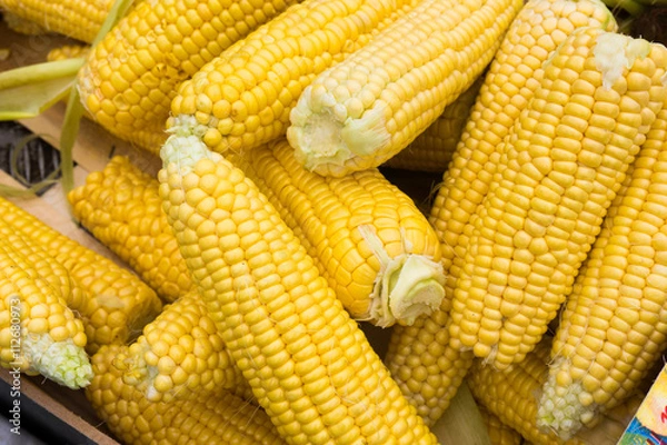 Obraz Corn cobs