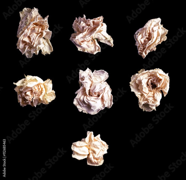Obraz Close up white rose isolated on black background