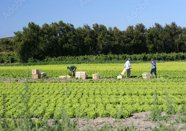 Obraz Champs de salades