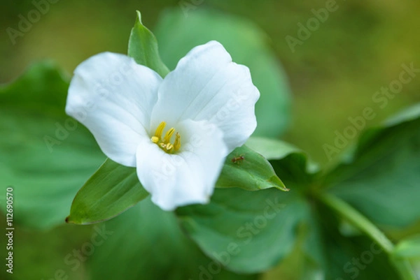 Obraz Close up of a trillium in the forest
