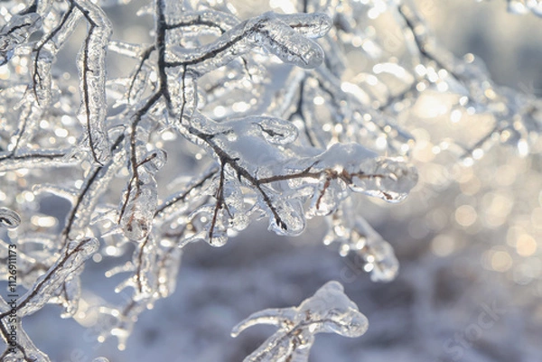 Obraz tree branches covered ice