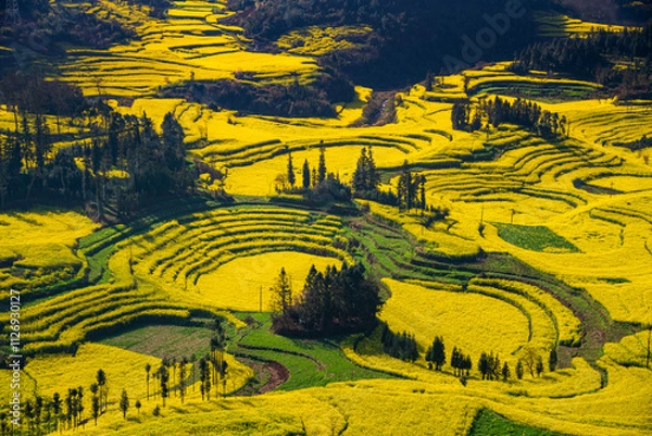 Fototapeta Yellow rapeseed (canola) flower field in spring, Luoping, China