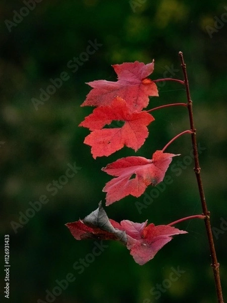 Fototapeta Red Leaves
