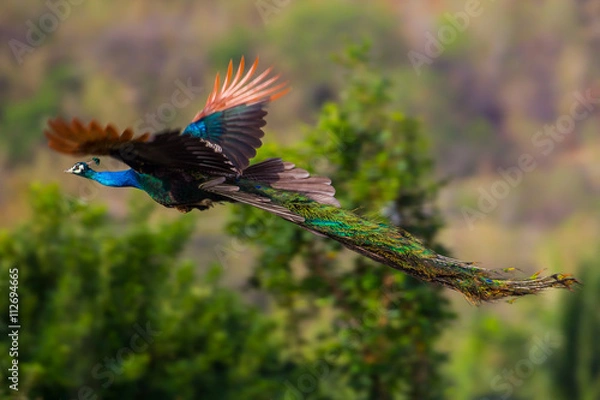 Obraz Male Indian peafowl, Blue peafowl(Pavo, cristatus) flying in real nature in Thailand