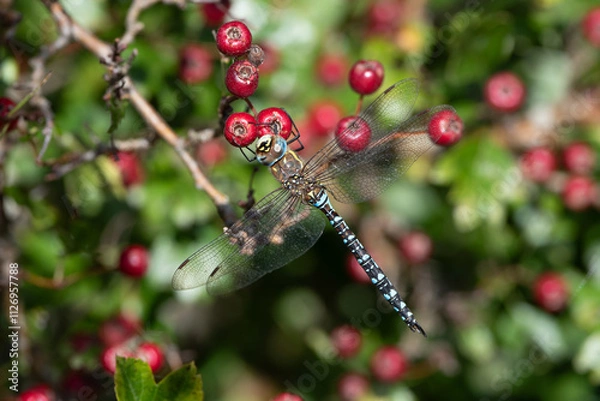 Obraz Dragonfly and red berries