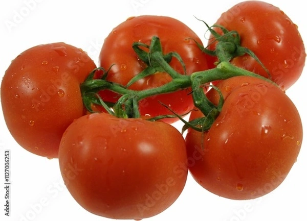 Obraz Reife, rote Tomaten an einer Rispe, mit Wassertropfen auf weißem Hintergrund.
