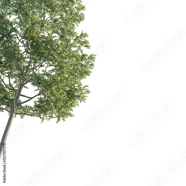 Fototapeta Fraxinus  tree corner 4k png cutout isolate