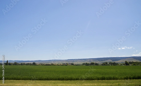 Obraz green corn farm field 