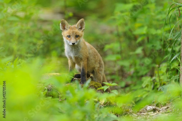 Obraz Fuchs Junge Rotfuchs Jungfuchs - fox young fox kit