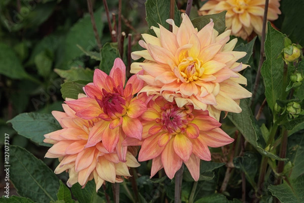 Obraz Dahlia flowers in soft shades of pink, peach, and yellow bloom vibrantly against a backdrop of dark green leaves.