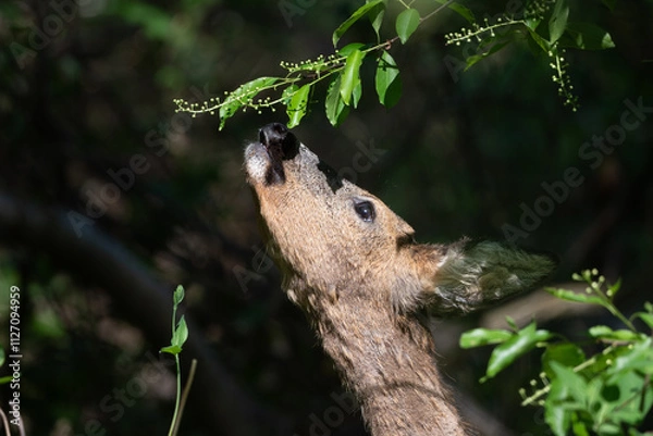 Obraz Deer reaching for leaves