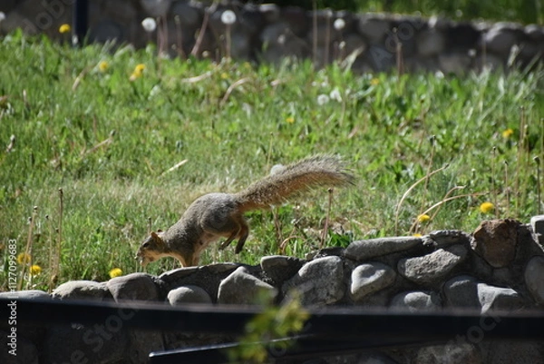 Obraz Close up of an American Squirrel with an acorn in an urban city