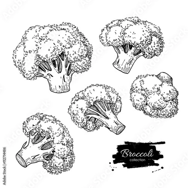 Obraz Brokuły ręcznie rysowane ilustracje wektorowe. Warzywa grawerowane chlew