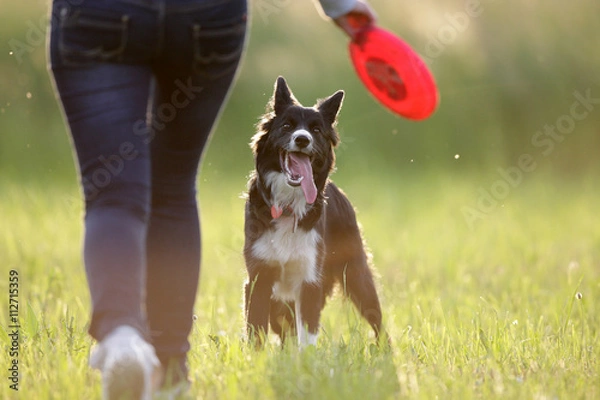 Obraz Border collie i frisbee