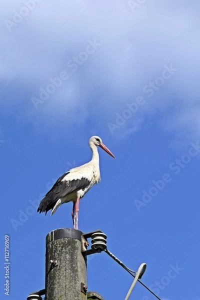 Obraz Storch auf einem Strommast